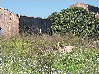 Anteprima - Clicca per ingrandire